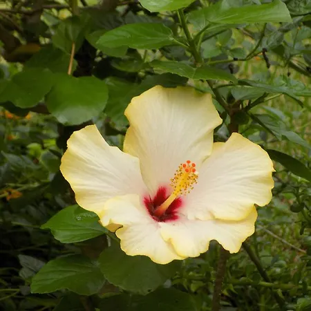 Asparano Alojamento de Acomodação e Pequeno-almoço 4*