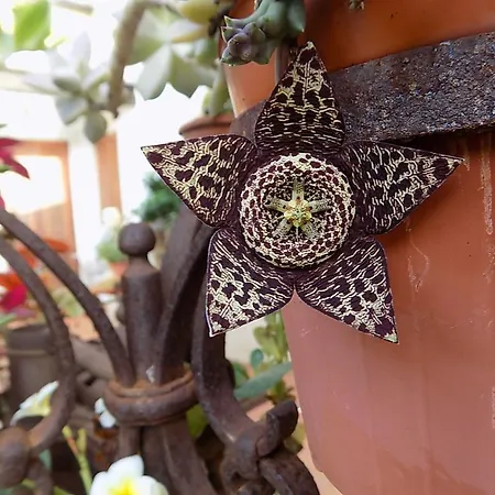 Asparano Alojamento de Acomodação e Pequeno-almoço 4*