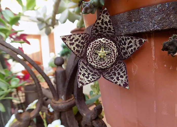 Asparano Bed and breakfast 4*